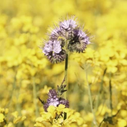 Tuin Verzorging Winkel -Tuin Verzorging Winkel image 255