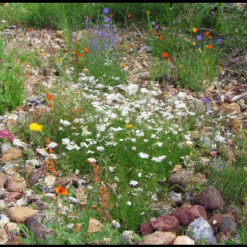 MRS Seeds & Mixtures Type M6 - Bloeiende Voegen