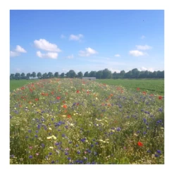 Tuin Verzorging Winkel -Tuin Verzorging Winkel image 315